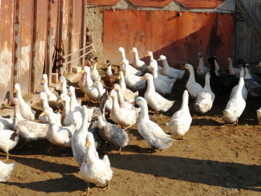 трусикисіз үлкен жетілген әйелдер