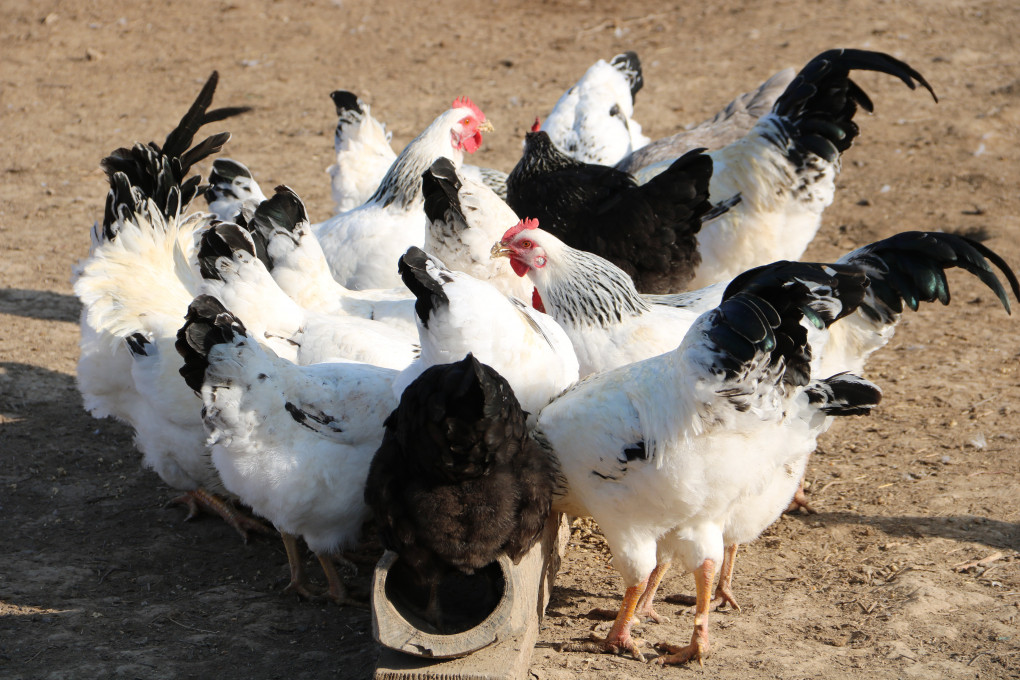 Жас және жетілген лесбиянка әйелдер Дәретханадағы порно видео