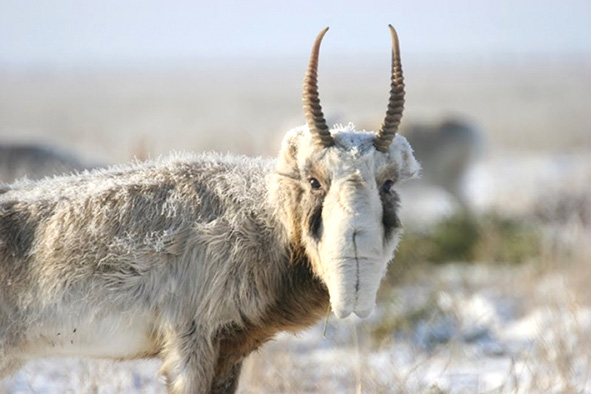 Қыздарды жыныстық қатынасқа мәжбүрлеген