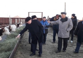 Председатель партии «Ауыл» посетил племенное хозяйство в ЗКО