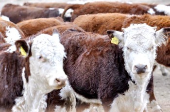 qaztalov taldyapan (7)