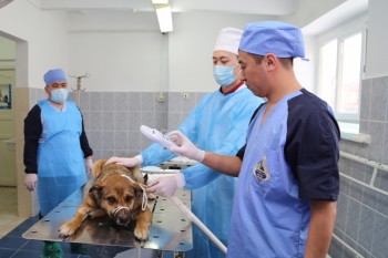 veterinarya (4)