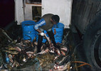 Каспий су айлағында браконьерлердің жолы кесілді