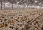 Свыше 800 тонн мяса птицы ежедневно производится в Казахстане