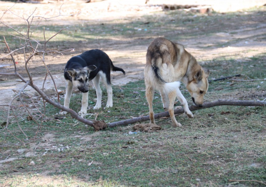 Порно комикстер БДСМ суретшісі