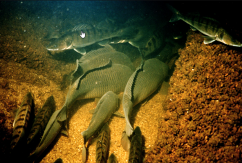 kak_nayti_rybu_na_vodoeme (1)