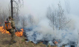 Зарегистрировали 42 лесных пожара с начала года в Казахстане