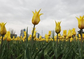 Дожди и потепление - прогноз погоды в Казахстане на 12-14 апреля