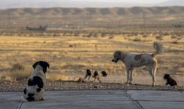 Бродячие собаки загрызли 58 голов скота в селе ЗКО