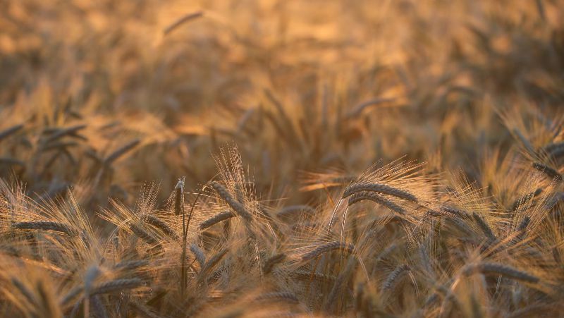 ebf5babb2bb645cb807ac89e2ad4440a