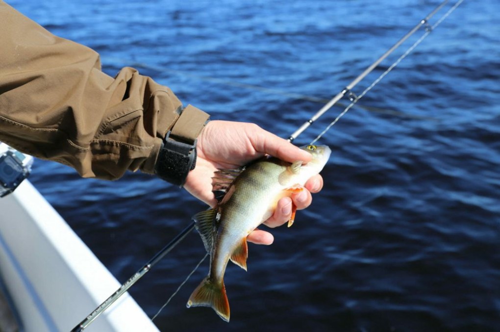 yellow-perch-fishing-tips-e1560457223410-1024x682