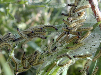 1627466826_1632578fb1842c67a99178098f022bfc