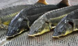 Около 18 тонн рыбы изъяли у браконьеров в Атырауской области