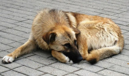 Умерщвлять животных разрешается в Казахстане в случае угрозы общественному порядку