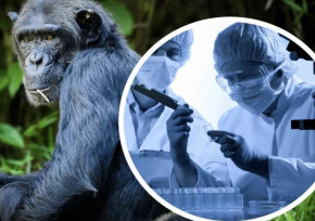 Случаев заражения оспой обезьян в Казахстане не зарегистрировано – Минздрав