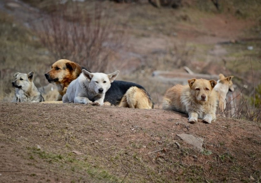 Брюнетканың жалаңаш кискасы