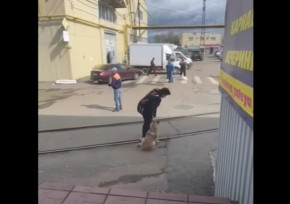 Ребенок снял на видео жестокий отлов собак в Уральске