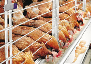 Минсельхоз увеличит субсидирование птицефабрик яичного направления