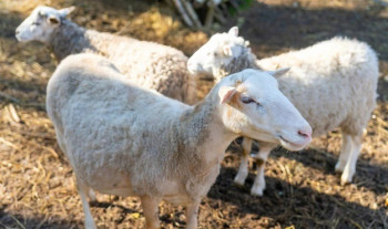 520517c99fa3545a38c8caf02b05614c_XL