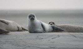 Массовая гибель тюленей в Мангистау: причины определить не удалось