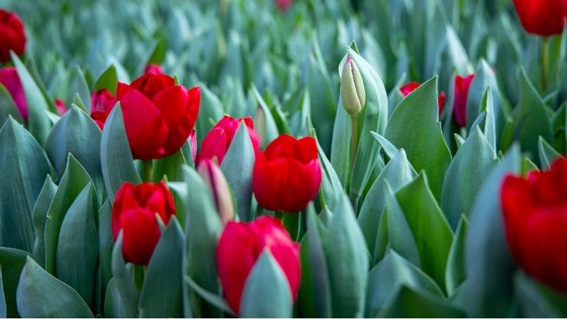 904a54c453a94483ac5e4bc538ac24dc