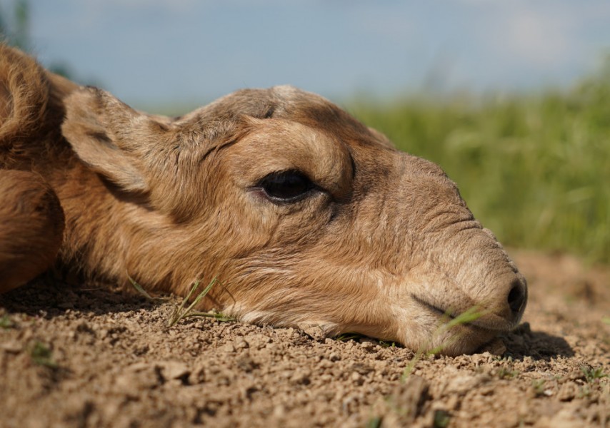 Қыз жігітті байлап тастады (фото)