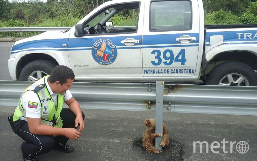 полицейский в Эквадоре помог ленивцу перейти дорогу