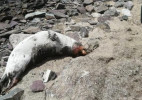 Названы причины гибели тюленей на Каспии