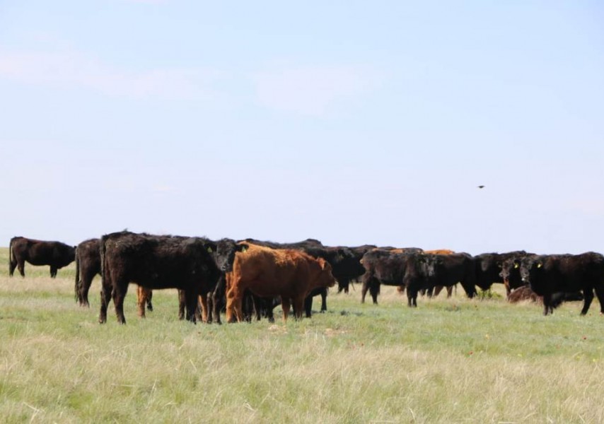Жалаңаш музыкалық бейнелер Молдова секс видео