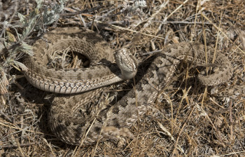Восточная степная гадюка