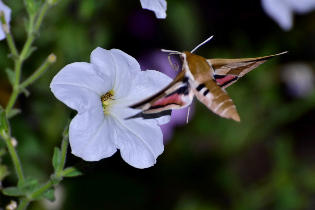 db43dcf3-1bc6-49c1-86cb-a8caf4af5588