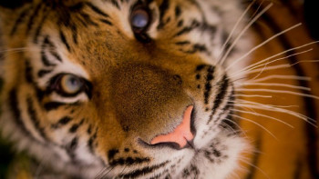 e8ad96446a6b48af8ed86407f7832128