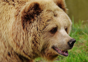 Медведи нападают на пасеки и домашний скот в ВКО