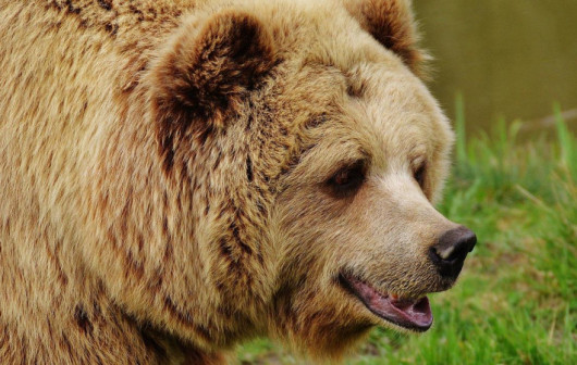 Медведи нападают на пасеки и домашний скот в ВКО