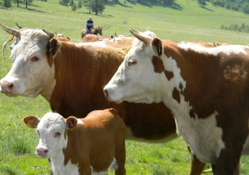 Дүкен қызметкерімен порно