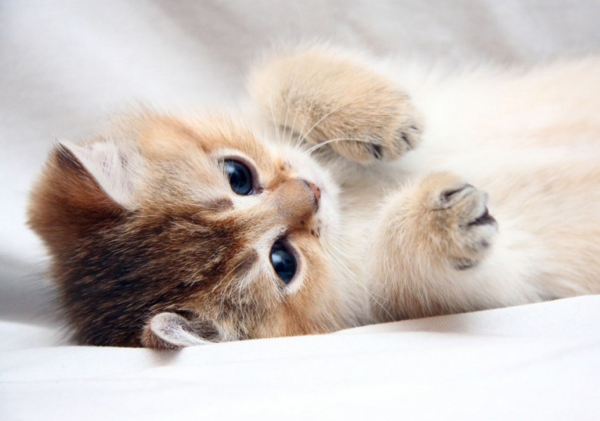 Менеджер жеке