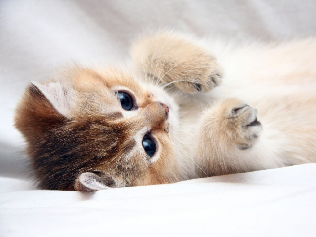 Түкті анусты блді