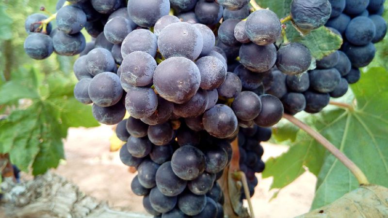 Контрабандный ввоз 90 тонн винограда пресекли в Туркестанской области