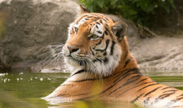 Четырех тигрят из России выпустят в Казахстане для возрождения популяции