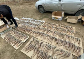 Более 900 сайгачьих рогов изъяли полицейские Актюбинской области