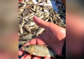 Около 200 тысяч рыб выпустят в реку Есиль в столице