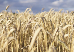 Казахстан не собирается снижать тарифы на перевозку российского зерна