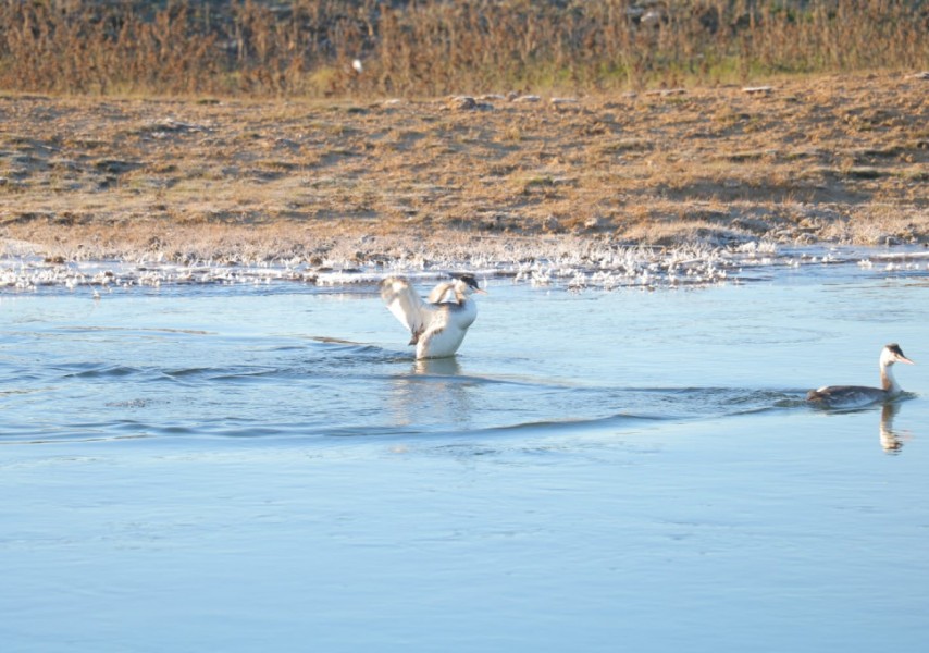 Үлкен жопа секс