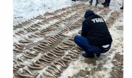 465 рогов сайги обнаружили полицейские в ЗКО