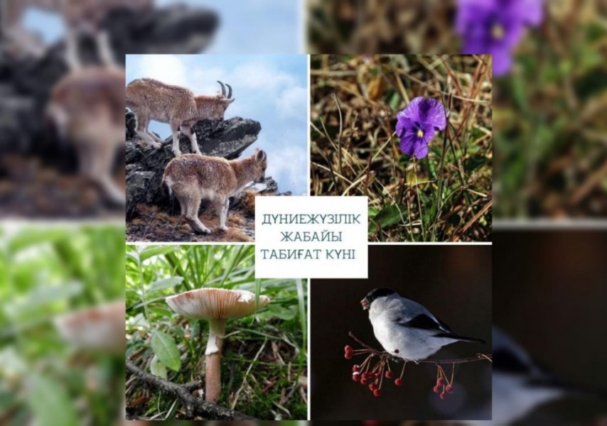 Арық әдемі киска ВК-дағы әйелдер