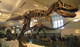 Cкелет динозавра Tirannosaurus Rex выставили на торги в Швейцарии
