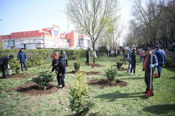 аким - посадка дерева универмаг (9)