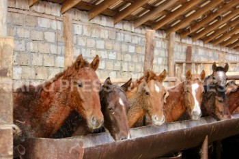 сырым логомен дала (9)