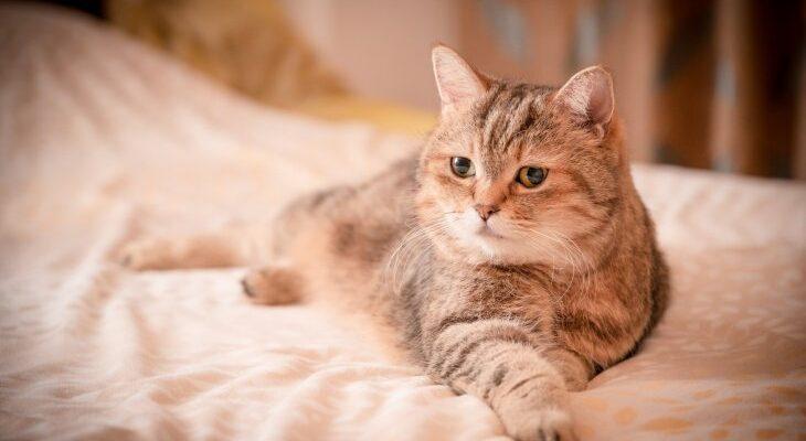 616027a8b5546820221925-730x400