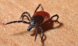 Новые опасные виды клещей, переносящих чуму, обнаружили российские ученые